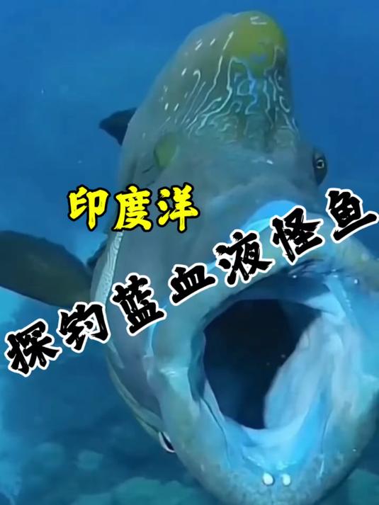 24. 探秘世界濒危蓝色深海怪鱼，把人拉下水