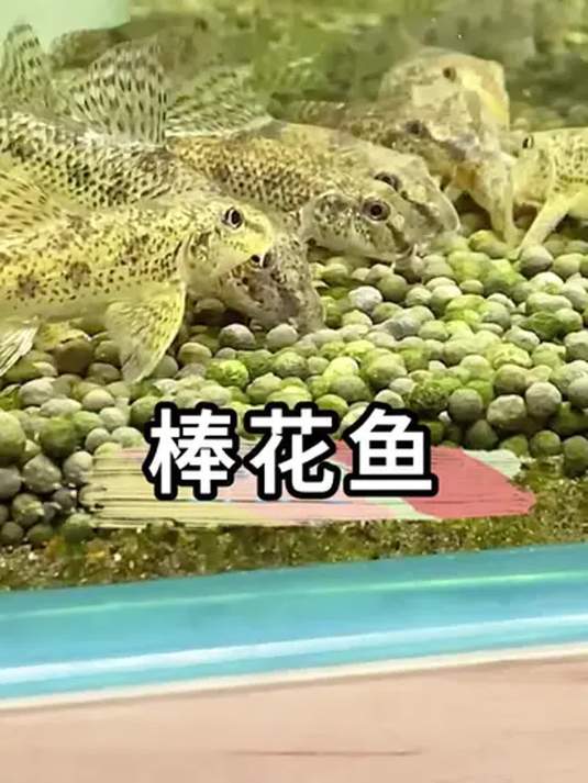 棒花鱼太勤快!入缸就全包打扫活,勤快人别养