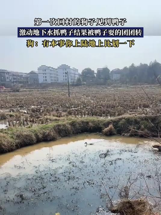 第一次回村的狗子见到鸭子，激动地下水抓鸭子结果被鸭子耍的团团转#我的新年一撞即发#