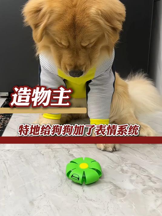 小狗眼睛周围的肌肉 完全是造物主的杰作