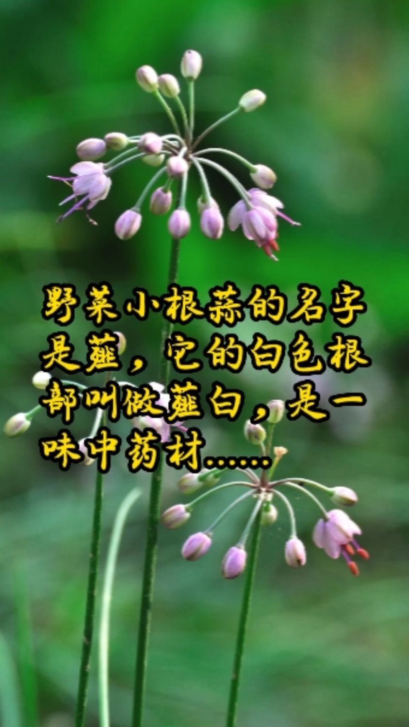 野菜小根蒜名字是薤,它的白色根部薤白是中药材,降血脂预防骨质疏松,而且对心脏很好