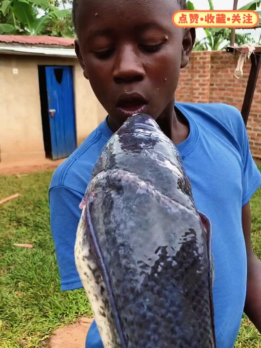 非洲的“鱼坚强”,不吃不喝在土里能生活几年