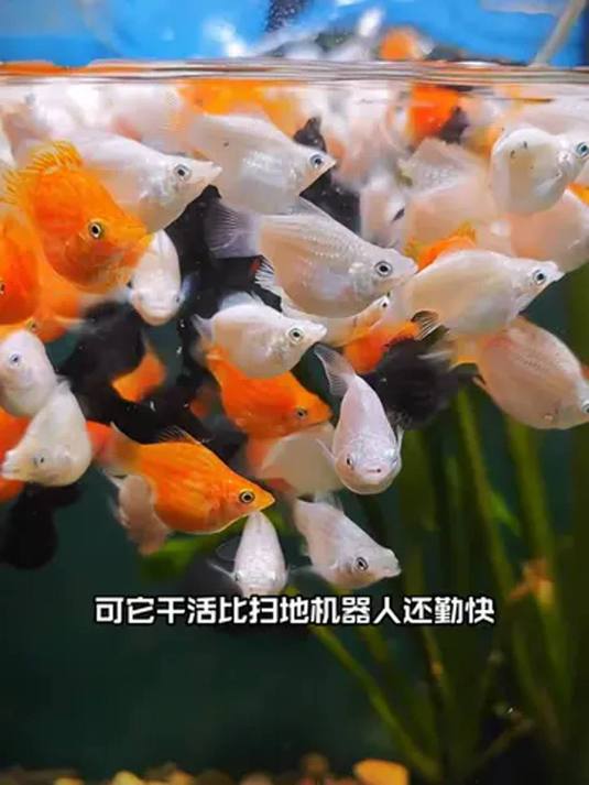 玛丽皮球鱼:鱼缸清洁工,能生小鱼,观赏价值高