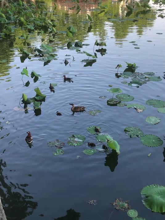 端午节来杭州西湖断桥看野鸭戏水吧，搭配着湖景，颇为有趣！