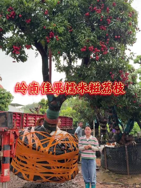 被称为岭南佳果的糯米糍荔枝 果大肉厚核小 口感蜜甜好吃