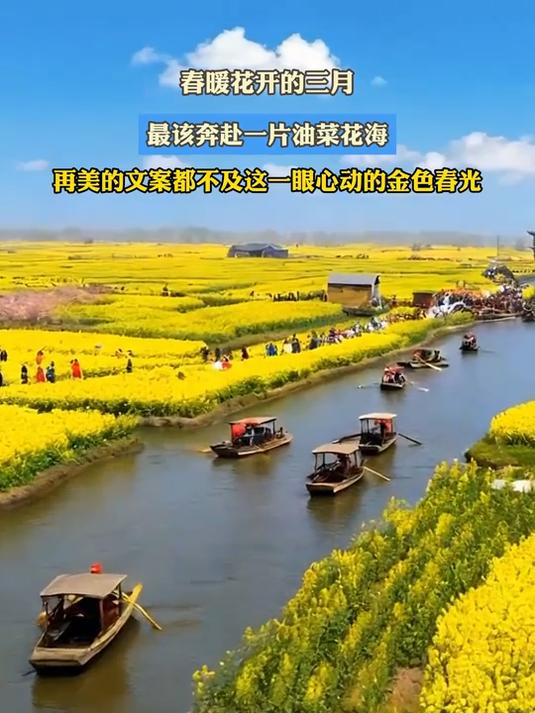 春暖花开的三月,最该奔赴一片油菜花海#花满春城我代言#