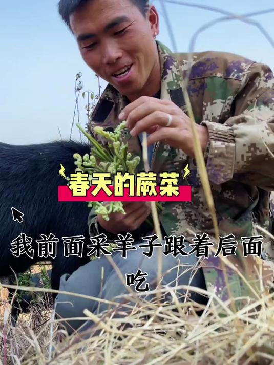 春天已来山上到处都是野菜 可以天天吃新鲜蔬菜 羊也可以天天吃新鲜草 春天真好