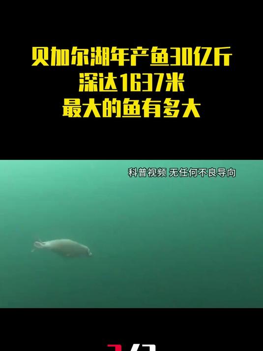 年产鱼30亿斤，深达1637米，贝加尔湖里最大的鱼有多大？（3）