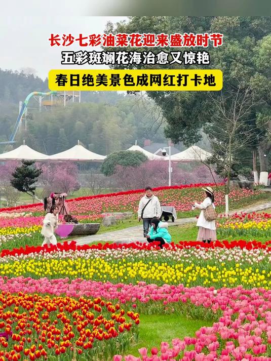 长沙七彩油菜花盛放，彩色花海，惊艳春日#长沙油菜花海##彩色油菜花海#