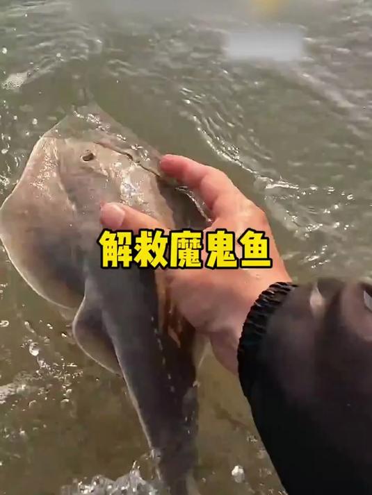 小哥突然发现,渔民的网中有一条被捕获的魔鬼鱼,直接买下了它