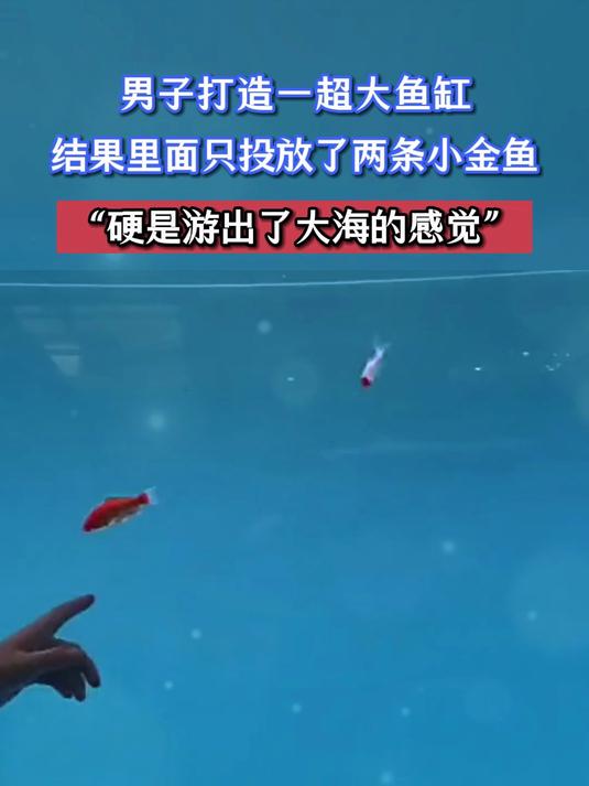 男子打造一超大鱼缸,结果里面只投放了两条小金鱼,“硬是游出了大海的感觉”