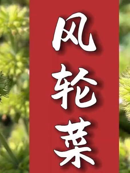 风轮菜，长得很特别，你们家乡是怎么叫它的