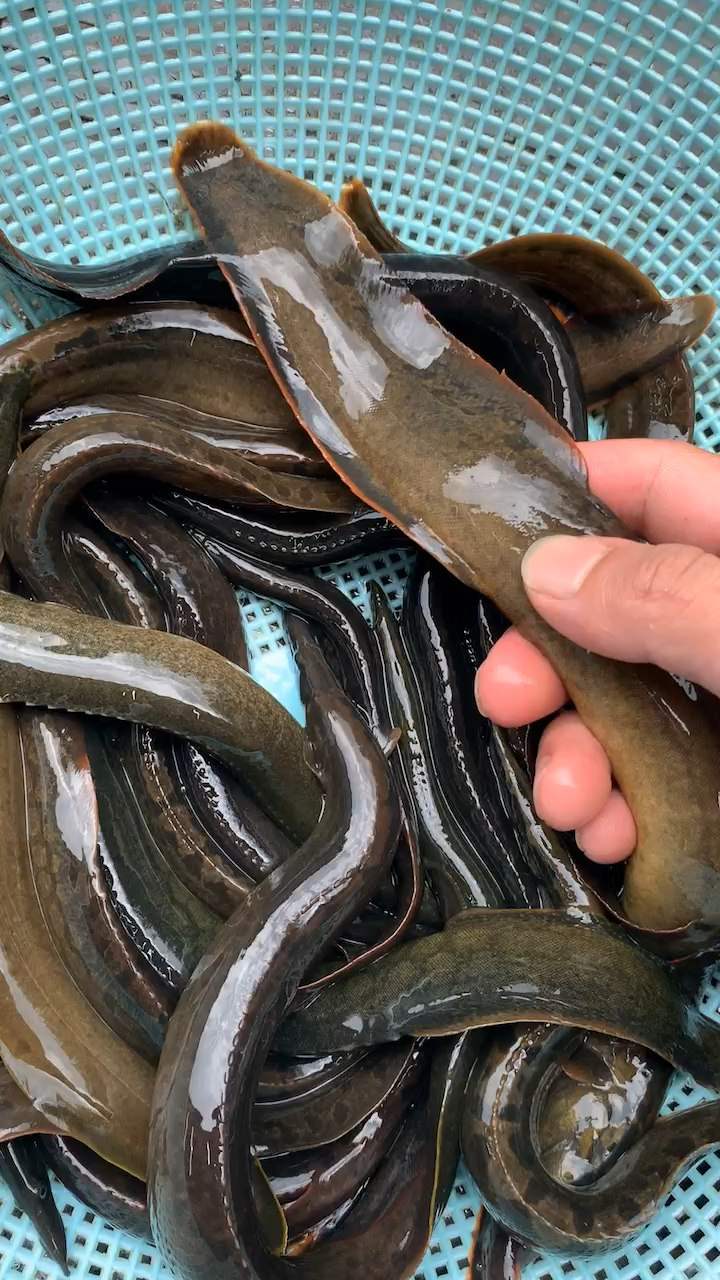 辣椎,猪麻锯学名刺鳅,淡水鱼品种营养价值极高的种类