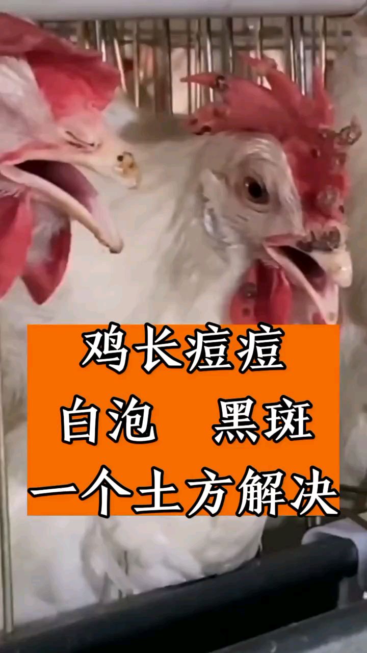 鸡身上长痘痘,一个土方就解决
