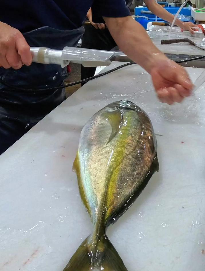 日本人吃如何杀鱼的,看起来很丝滑很解压