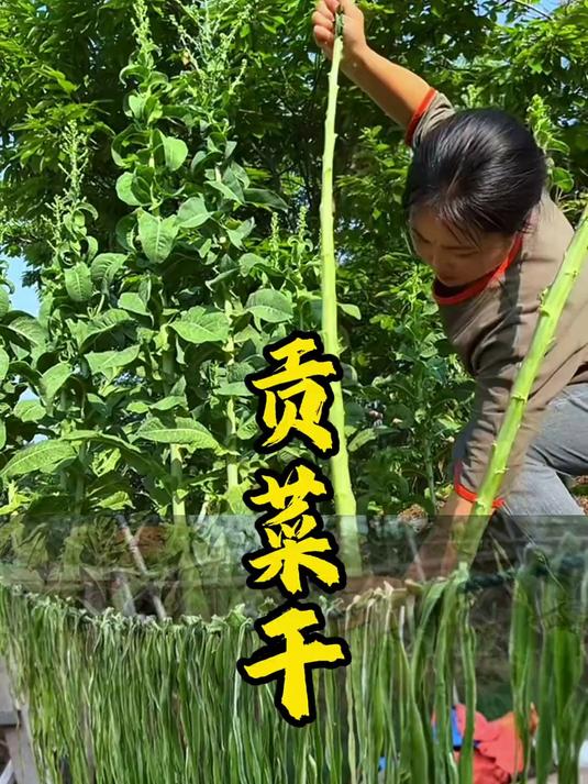 贡菜到底是不是莴笋晒干的?