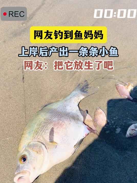 网友钓到鱼妈妈,上岸后产出一条条小鱼,网友:把它放生了吧
