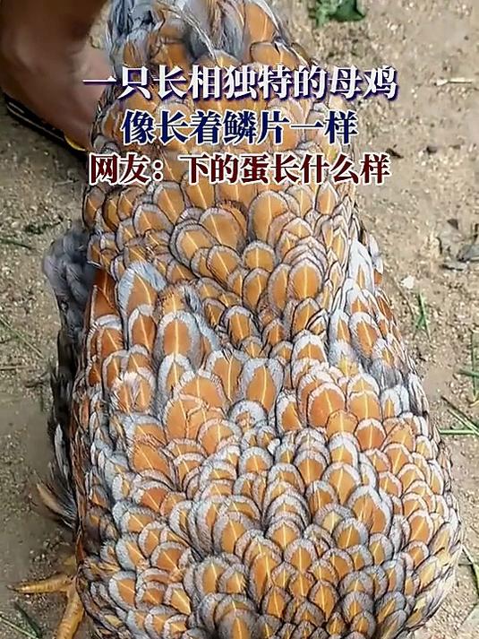 一只长相独特的母鸡,像长着鳞片一样,网友:下的蛋长什么样