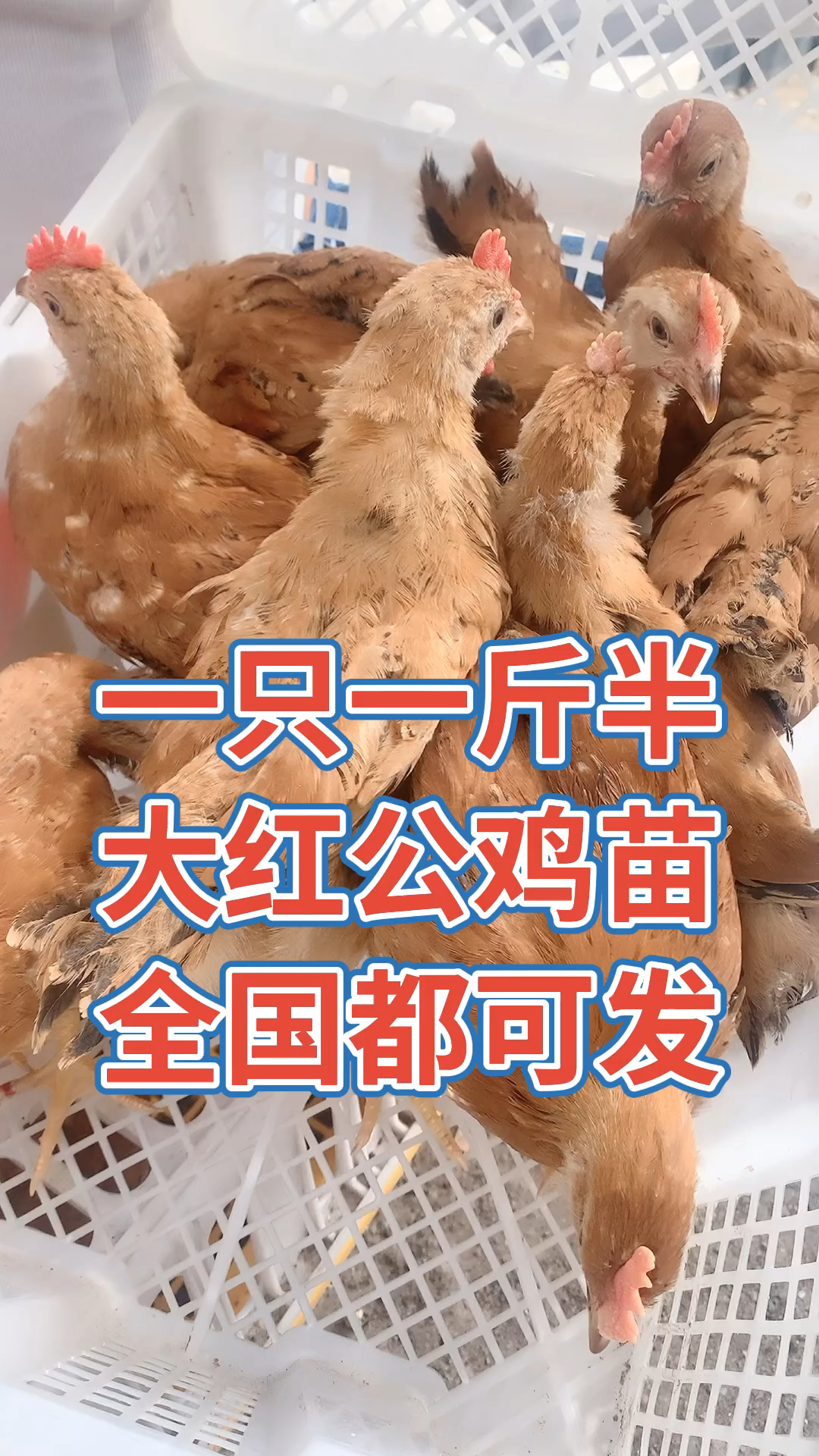 红玉380大红公鸡苗