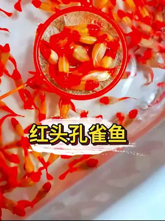 罕见红头红尾孔雀鱼,鸿运当头咋繁殖?快看!