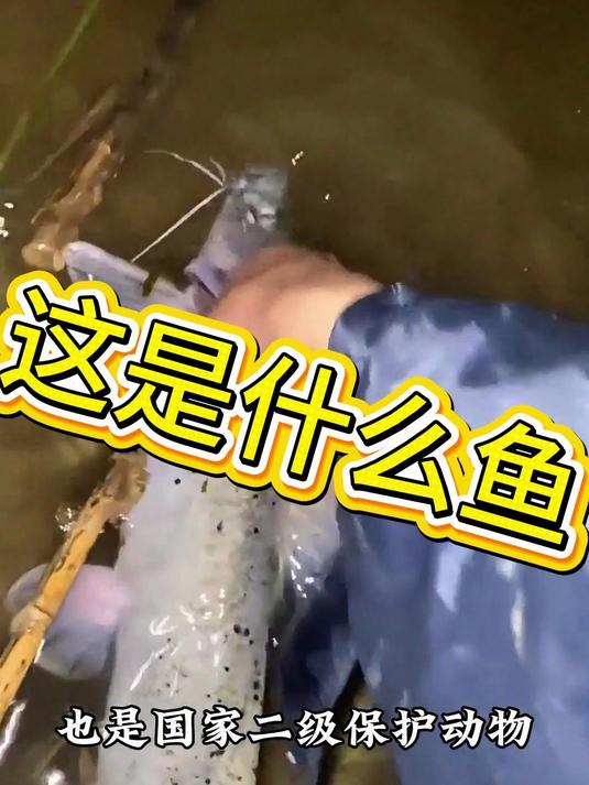 芝麻剑鱼能钓吗
