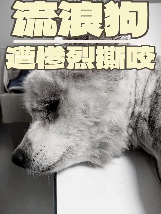 流浪狗,遭惨烈撕咬!