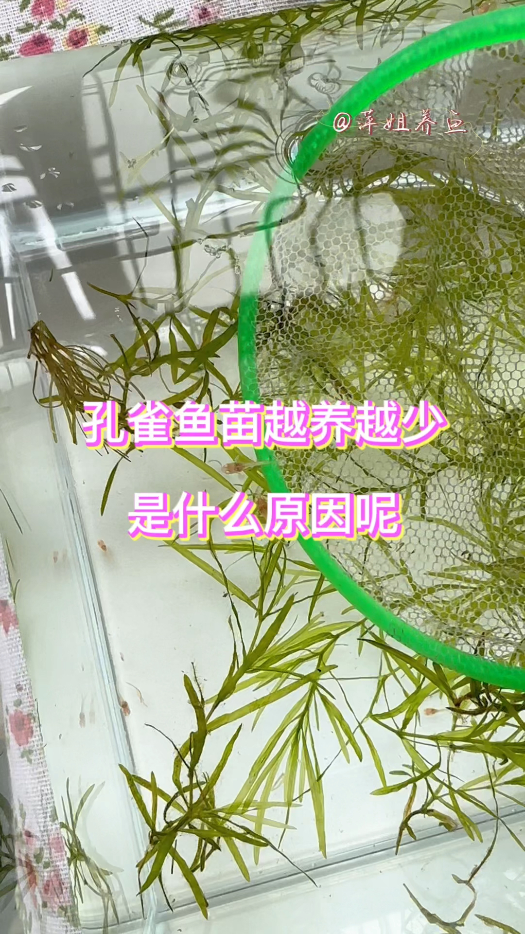孔雀鱼苗越养越少是什么原因呢#水族 #鱼缸里的大自然 #孔雀鱼宝宝