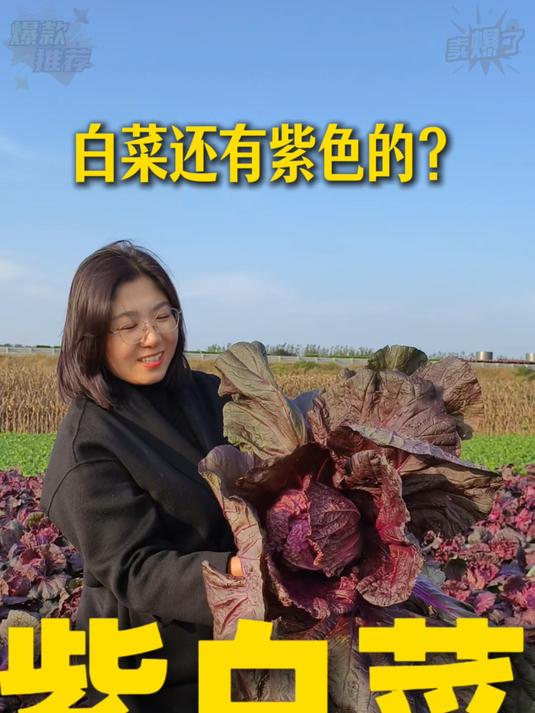 蔬菜界紫美人！新鲜紫罗兰白菜现摘现发～