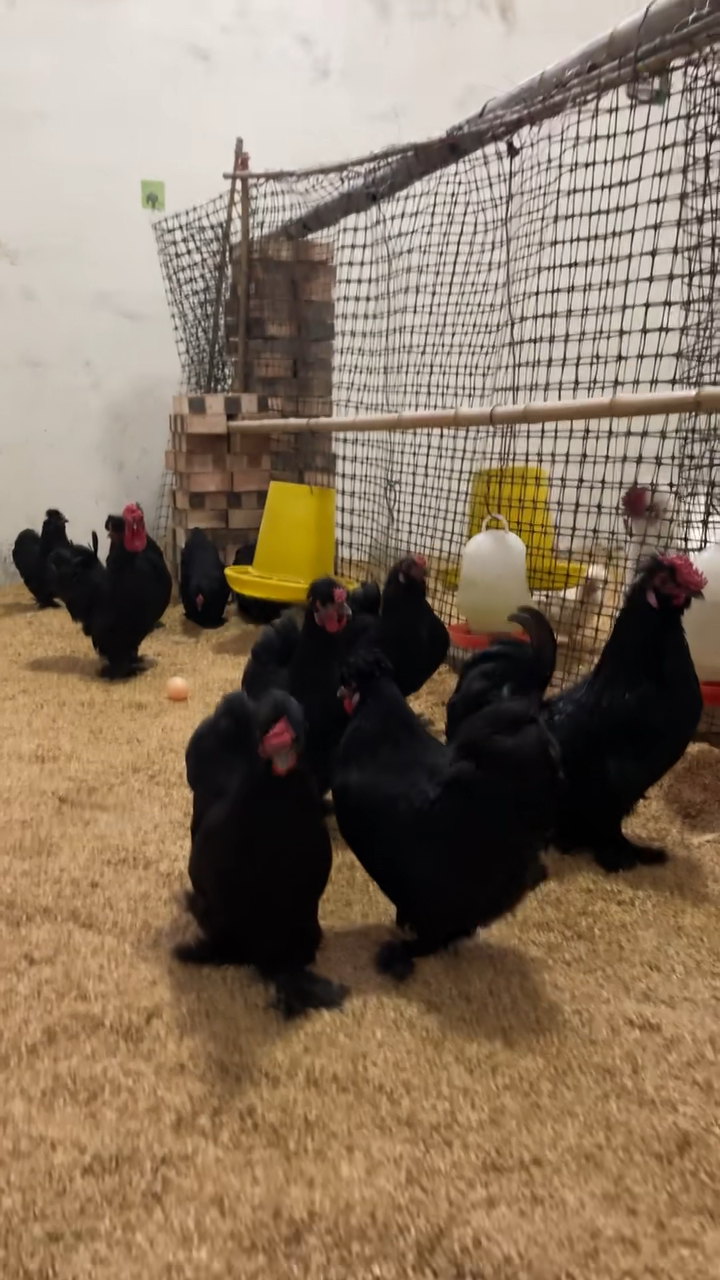 纯黑色小体观赏元宝鸡