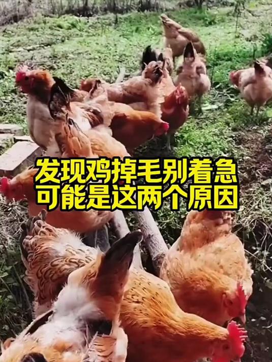 发现鸡掉毛别慌!或是这俩原因,搞懂能少走弯路