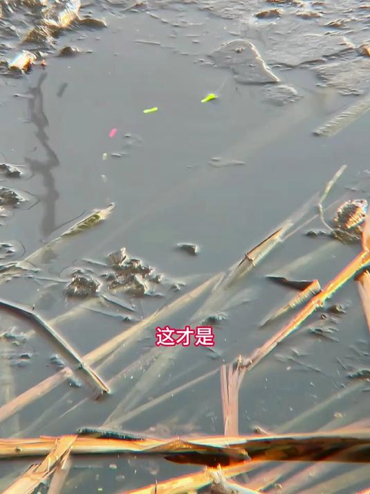 冬钓鲫鱼就用“它”,上鱼更快,小金砣线组比传统线组更灵敏!