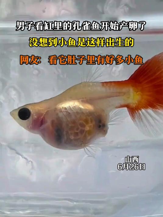 男子看缸里的孔雀鱼开始产卵了，没想到小鱼是这样出生的