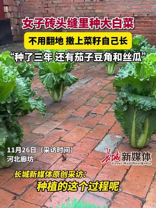 11月26日(采访时间),河北廊坊。女子砖头缝里种大白菜:“不用翻地,撒上菜籽自己长,种了