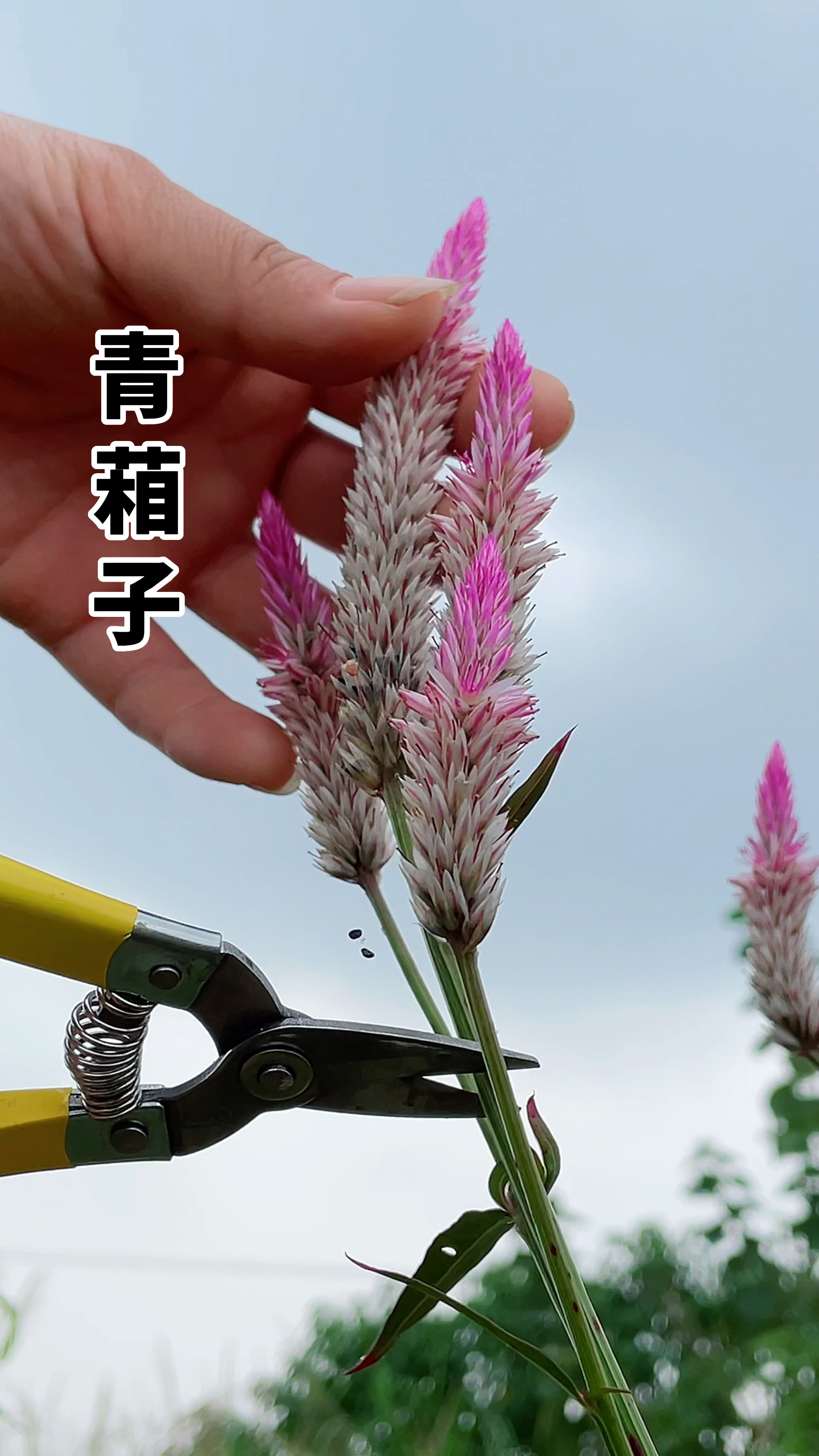 农村路边的青葙子,也叫鸡冠花,来了解一下