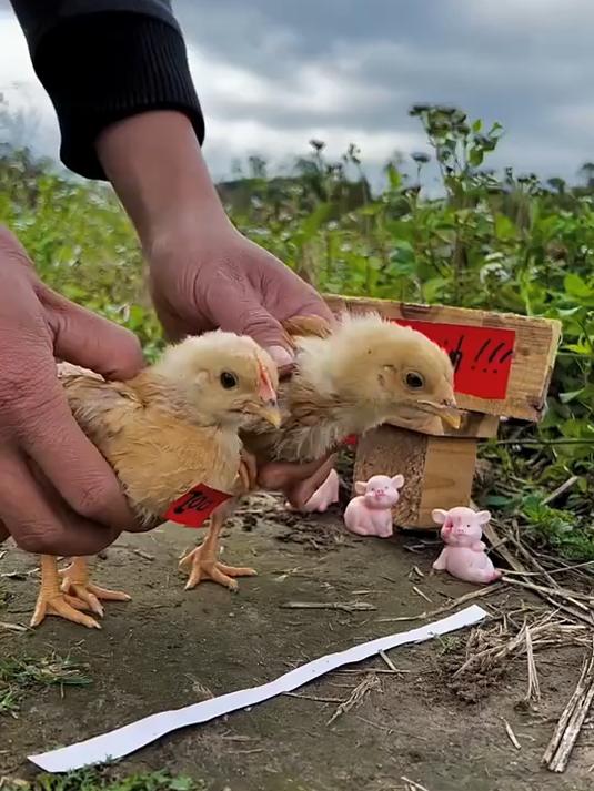 小黄鸡跑步比赛正式开始