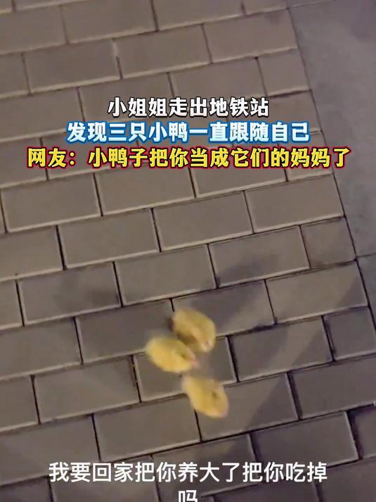 小姐姐走出地铁站,发现三只小鸭一直跟随自己,网友:小鸭子把你当成它们的妈妈了