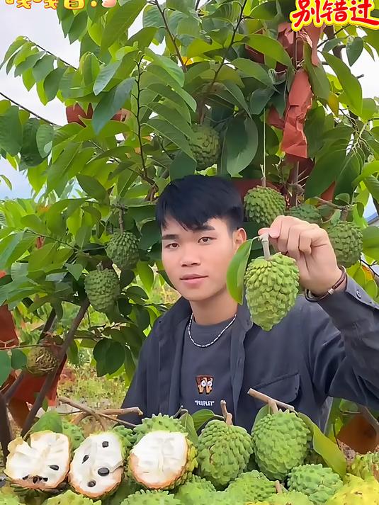 释迦果肉蜜甜可口非常好吃甜过初恋