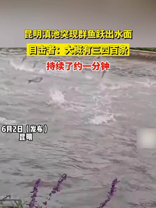 昆明滇池突现群鱼跃出水面，目击者：大概有三四百条