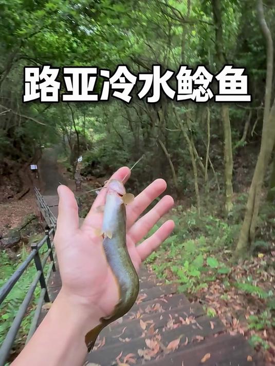 山涧小溪路亚，居然解锁了冷水鲶鱼