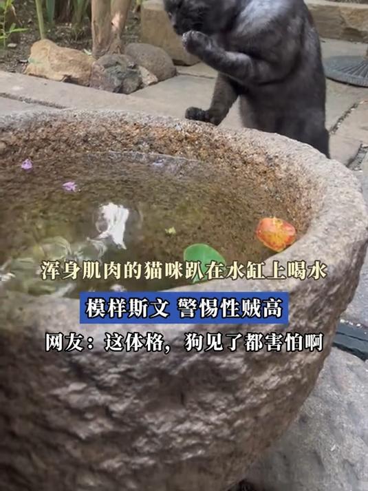 浑身肌肉的猫咪趴在水缸上喝水，模样斯文，警惕性贼高