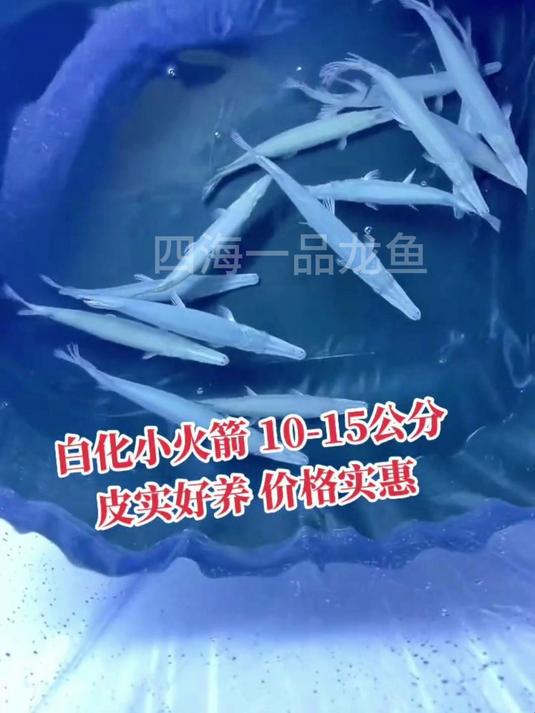 白化火箭鱼