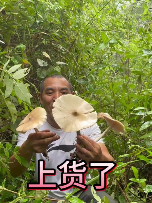 大自然馈赠的美味,野生鸡枞菌上货了