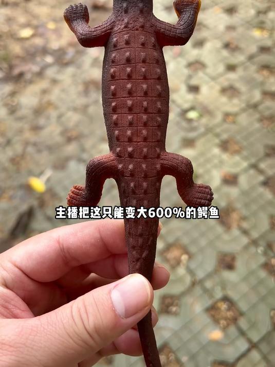 太牛掰咯啦!出类拔萃泡大珠鳄鱼膨胀玩具赞