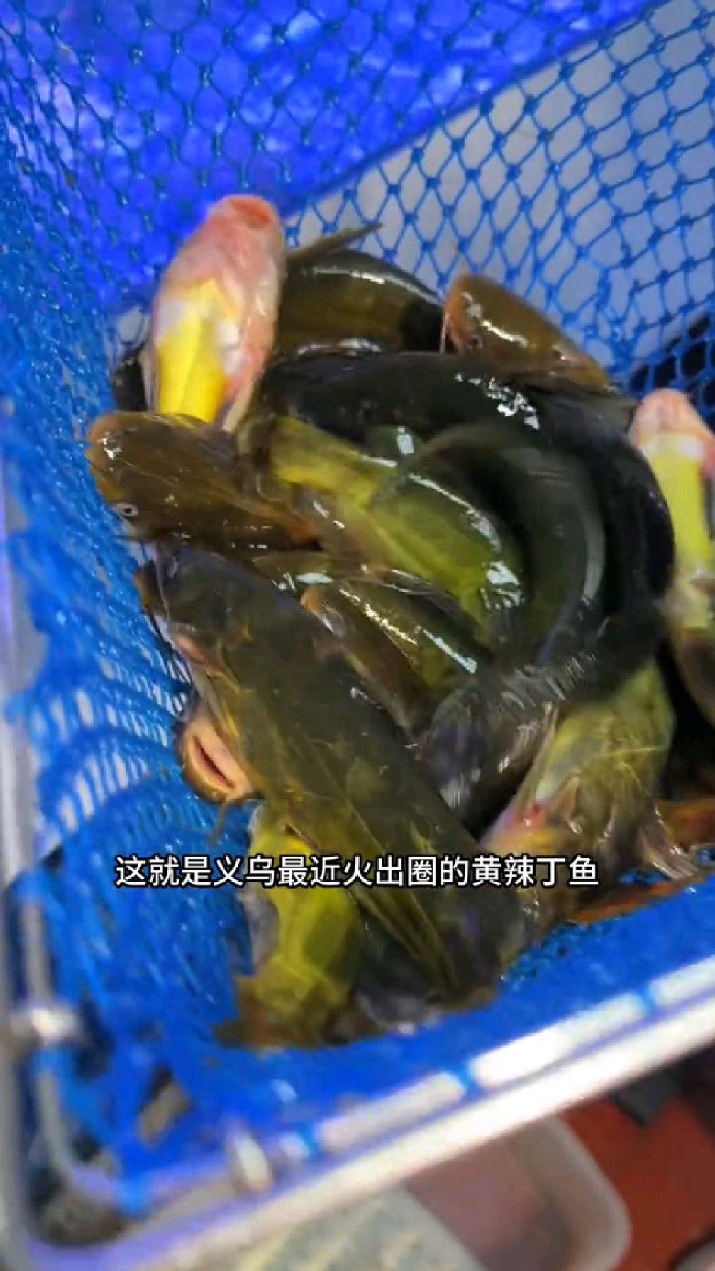 新鲜的黄辣丁鱼,吃一口脱胎换骨,热乎的