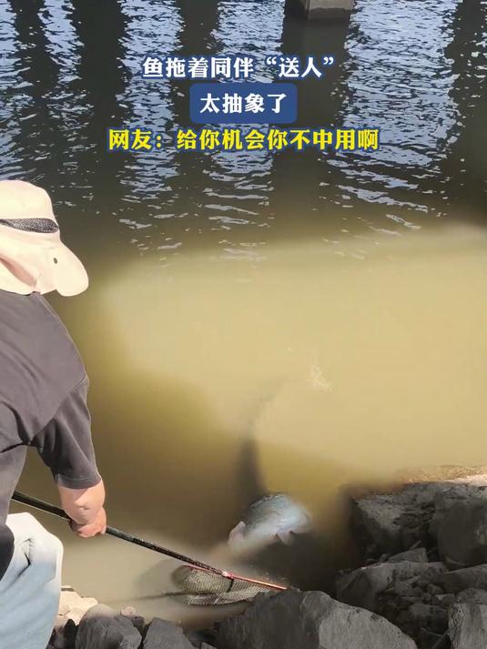 鱼拖着同伴“送人”,太抽象了,网友:给你机会你不中用啊