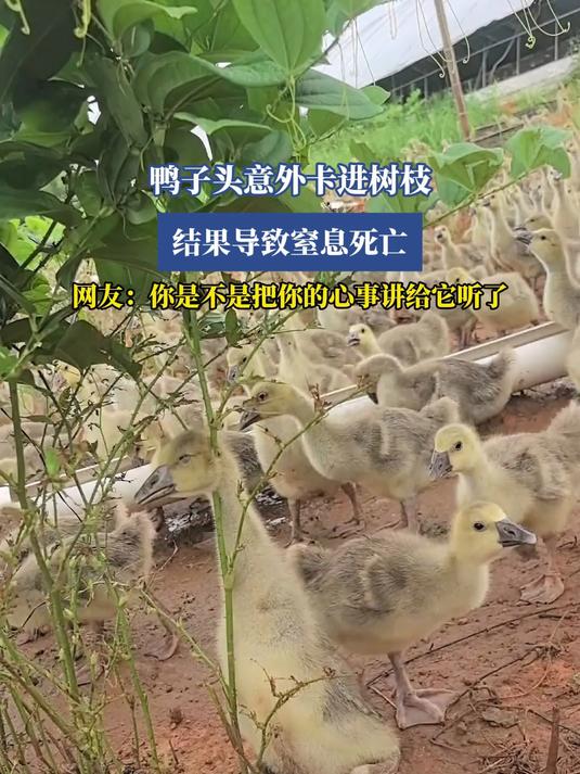 鸭子头意外卡进树枝，结果导致室息死亡，网友：你是不是把你的心事讲给它听了