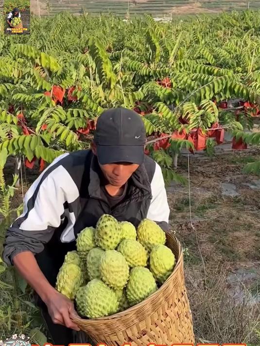 新鲜释迦果现摘，奶香浓郁，软糯无筋超好吃