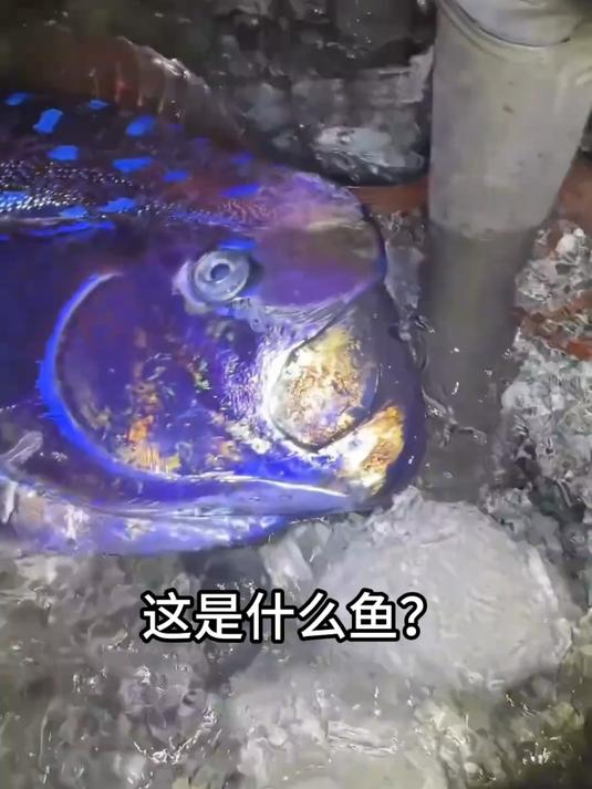 带你认识十种奇怪的鱼，你见过几种？