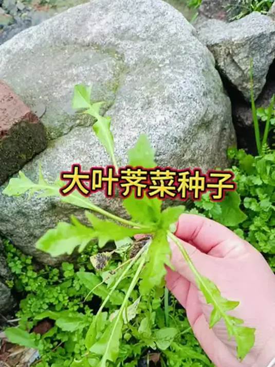 大叶荠菜种植正当时!口感好撒籽活,价格超划算