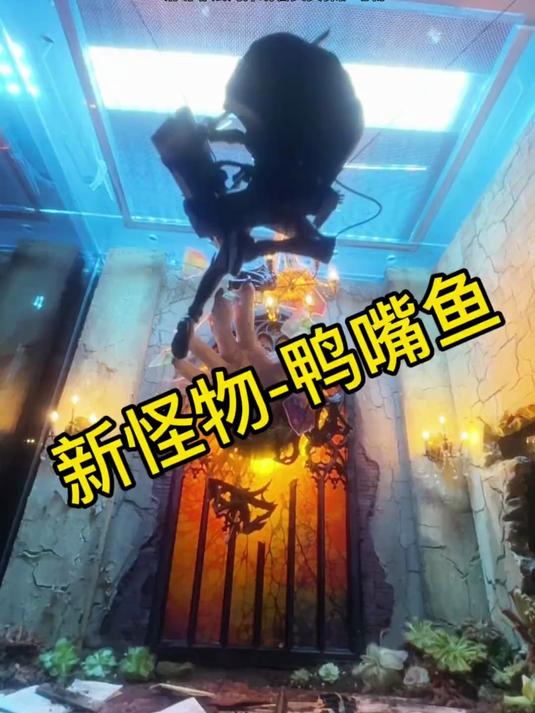 养鸭嘴鱼身的怪物在鱼缸里是什么体验